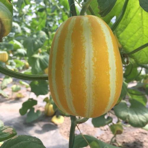 娱乐吃瓜素材在哪找到